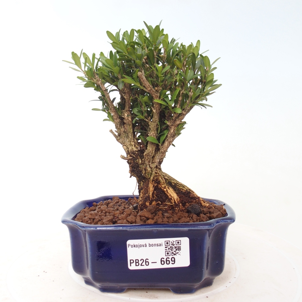 Room bonsai - Buxus harlandii - cork buxus