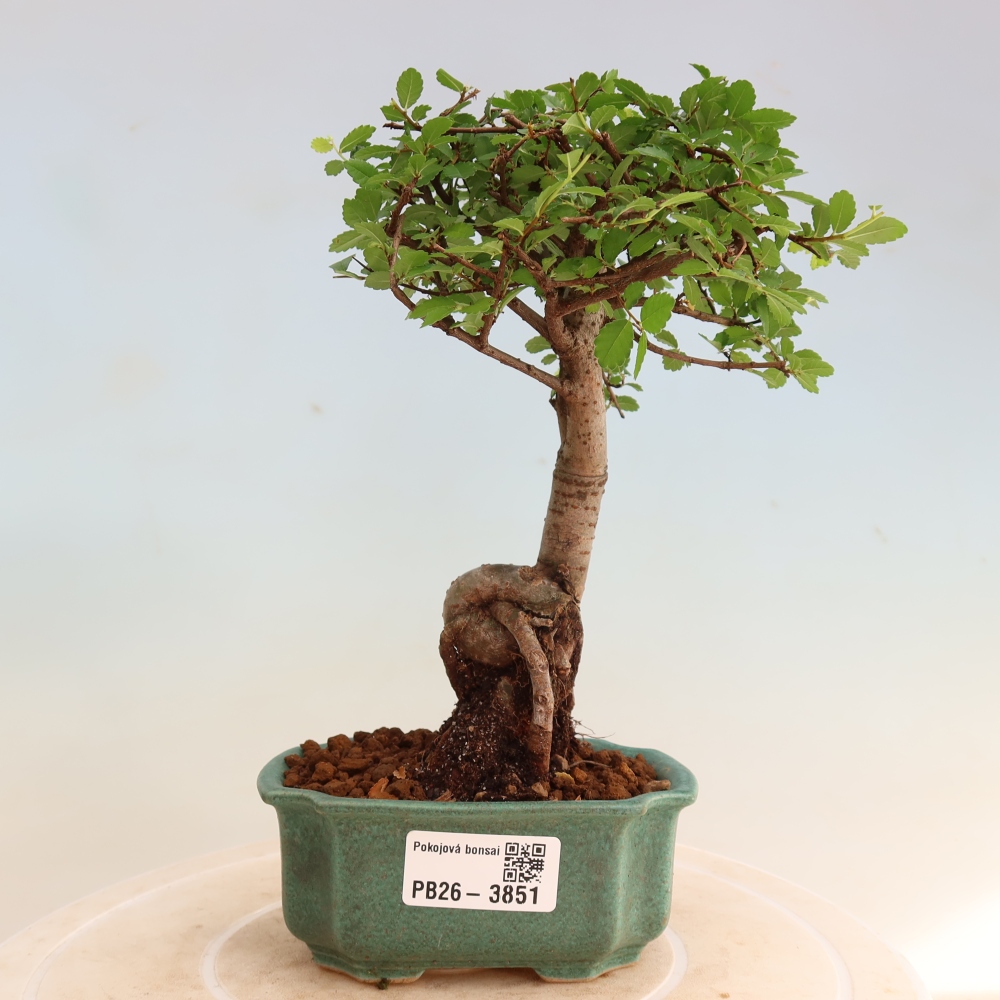 Room bonsai - Ulmus parvifolia - Small-leaved elm