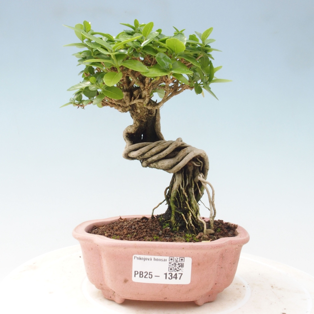 Indoor bonsai - Premna serratifolia - Kozlovon small-leaved