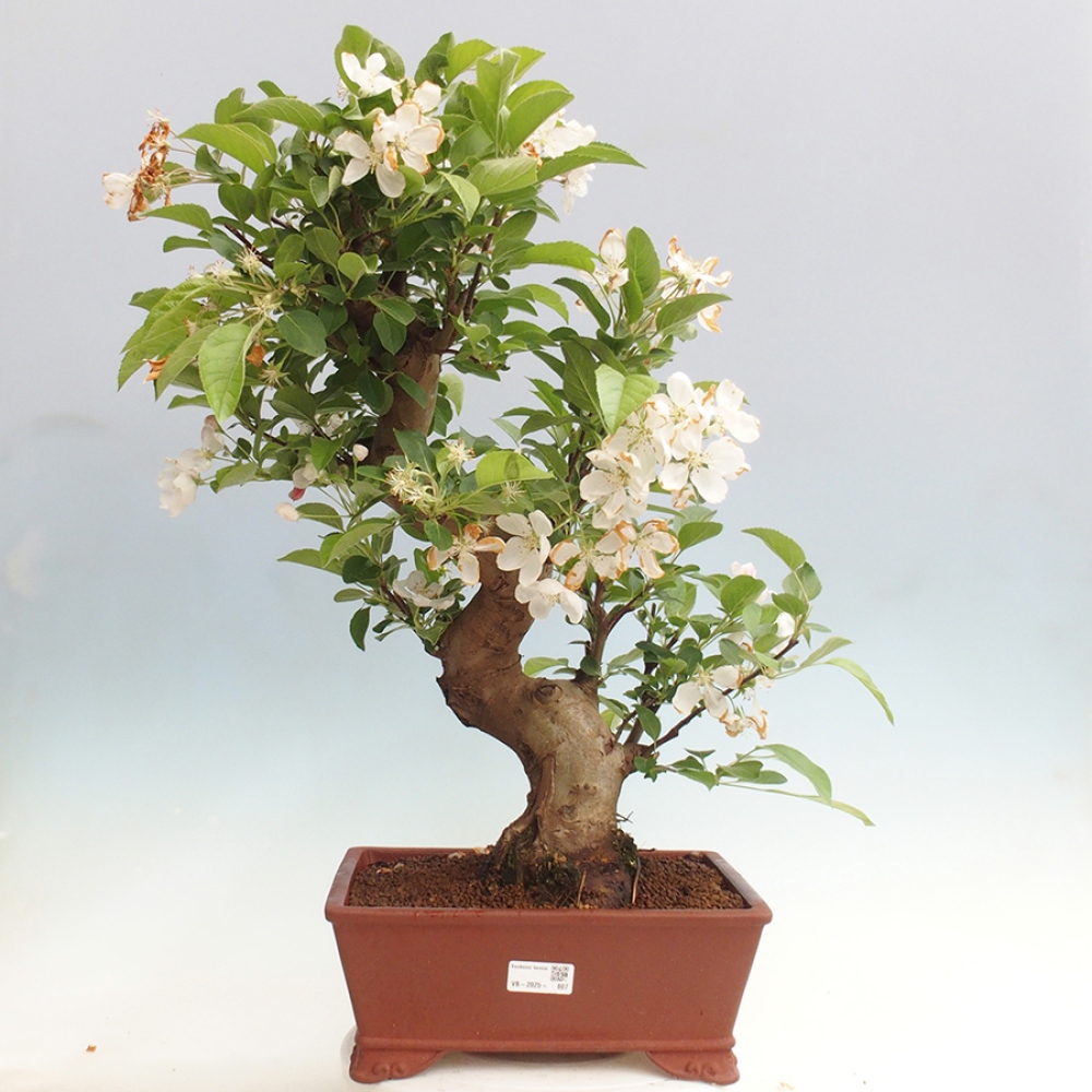 Outdoor bonsai - Malus halliana - Small-fruited apple tree
