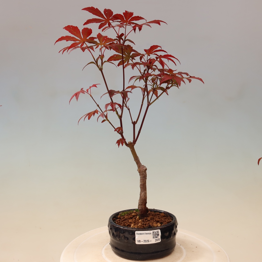 Outdoor bonsai - Acer palm. Atropurpureum-Javor palmate
