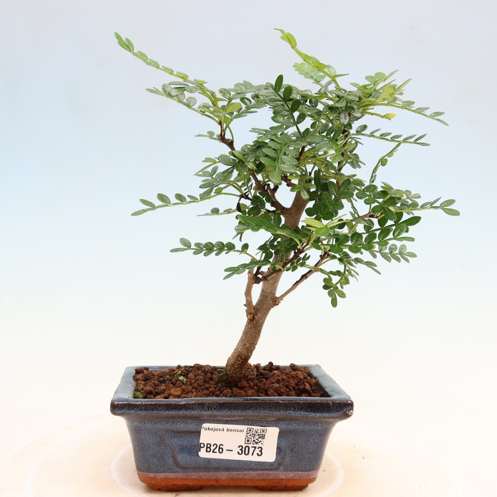 Room bonsai - Zantoxylum piperitum - pepper tree