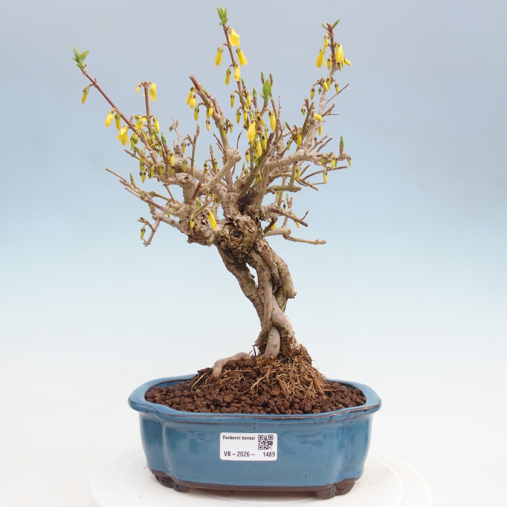 Outdoor bonsai - Zlatice - Forsythia koreana