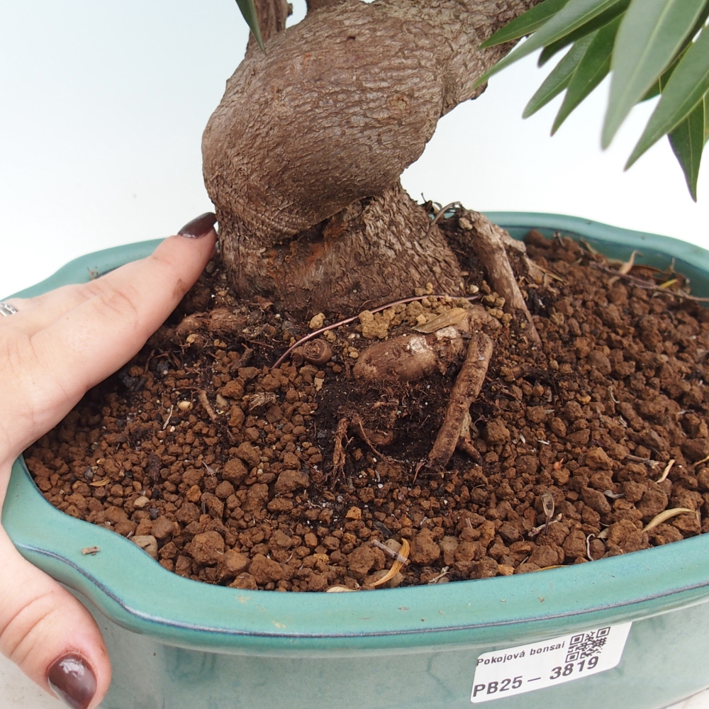 Room bonsai - Ficus nerifolia - small-leaved ficus