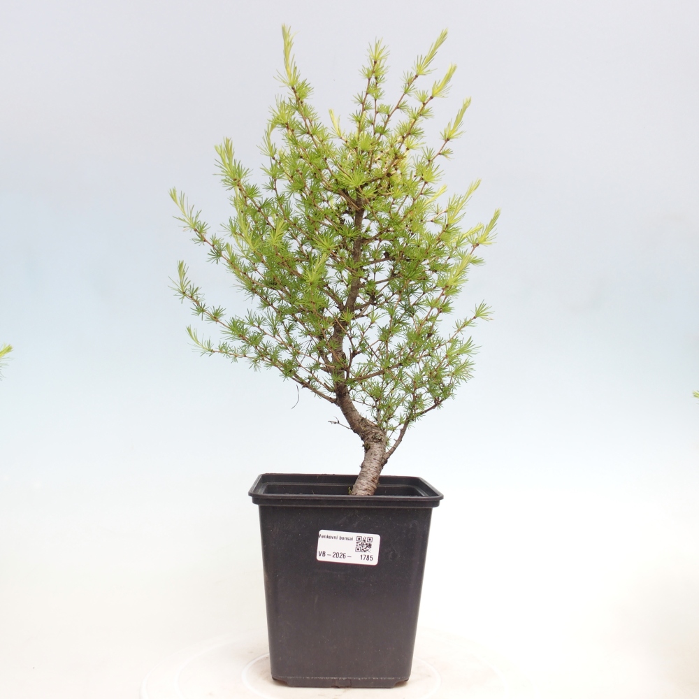 Outdoor bonsai -Larix decidua - Larch
