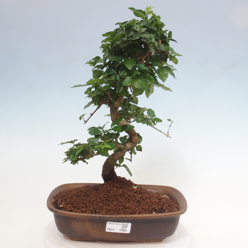 Room bonsai -Ligustrum chinensis - privet