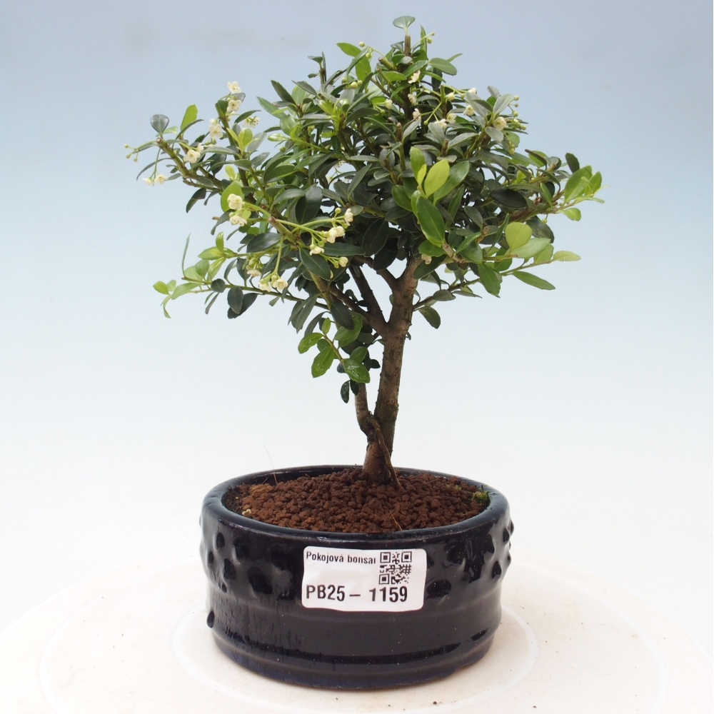 Indoor bonsai - Ilex crenata - Holly