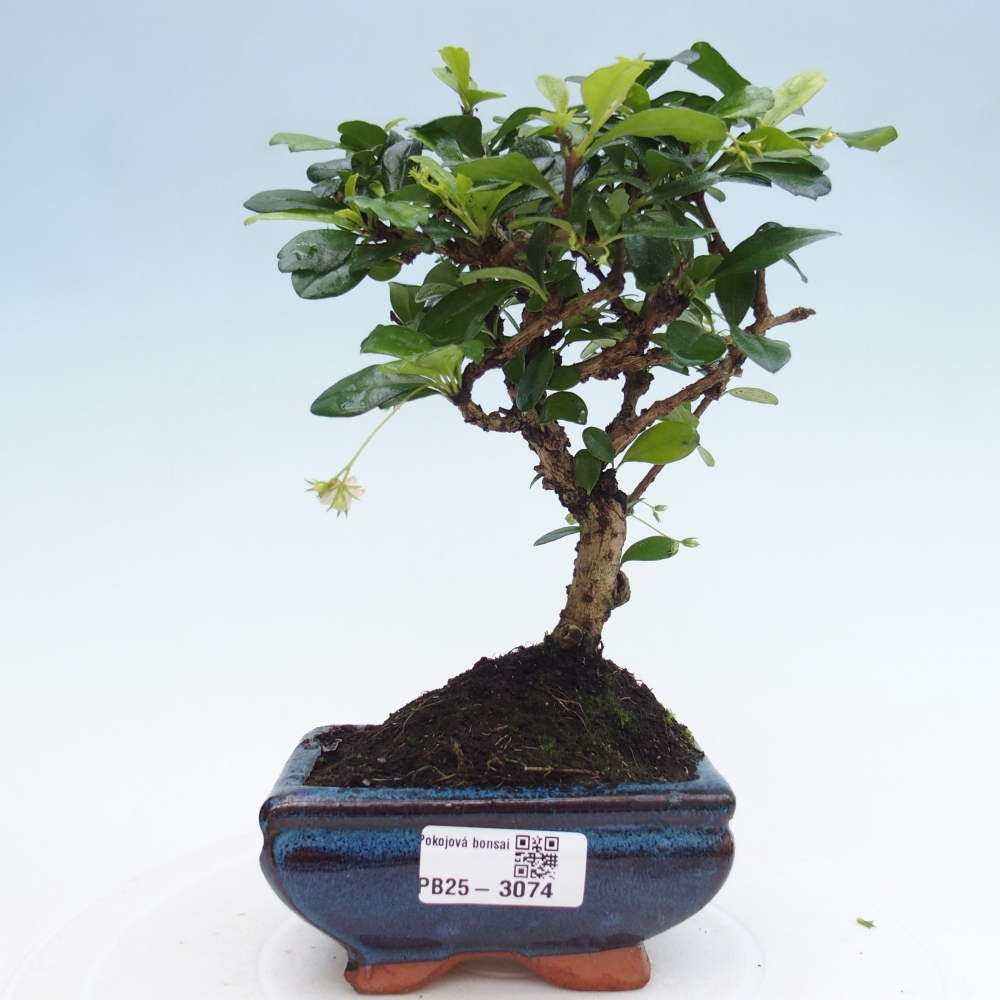 Indoor bonsai - Carmona macrophylla - Fuki tea