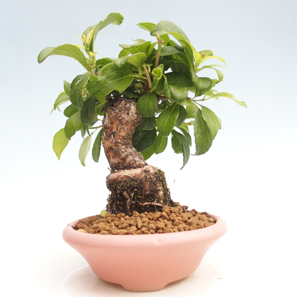 Outdoor bonsai - Celastrus Jesenec
