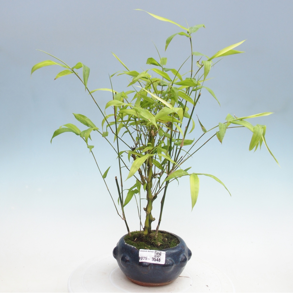 Room bonsai - Bamboo budha-Bamboo budha belly