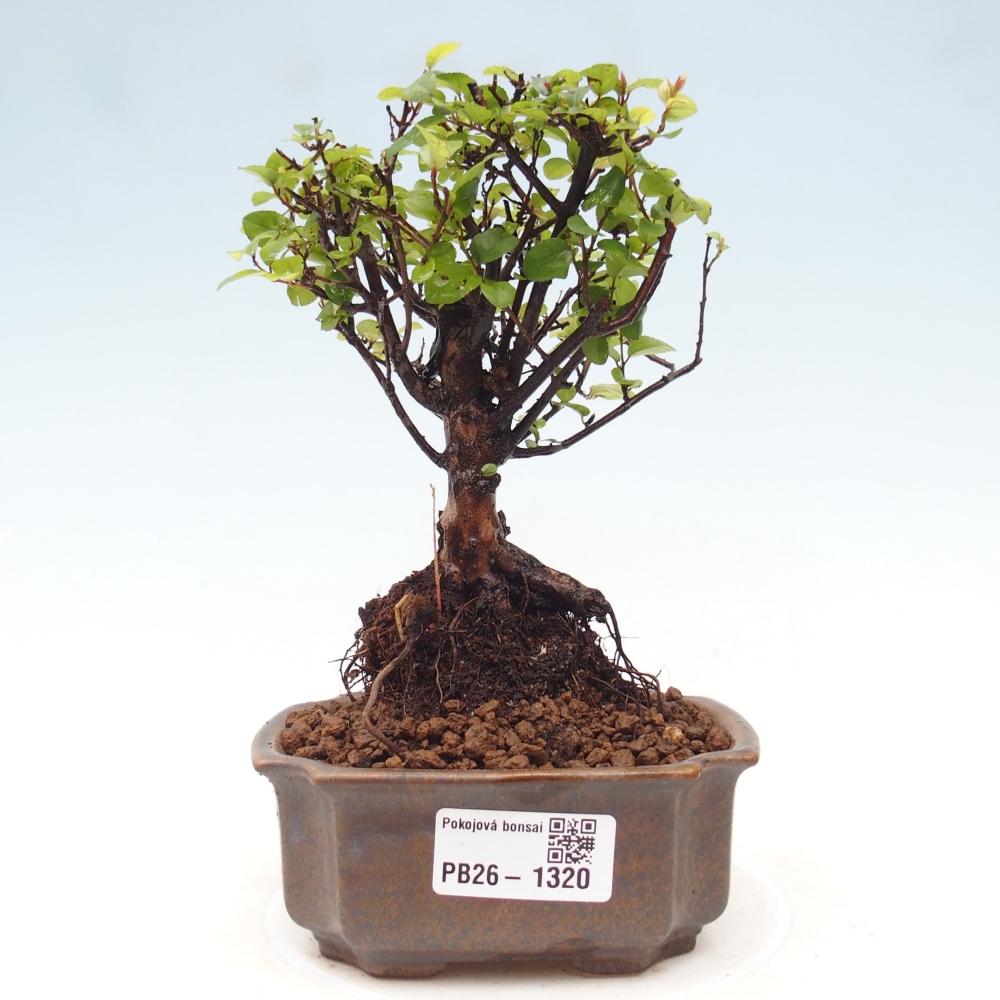 Room bonsai - Sageretia thea - Sageretia thea