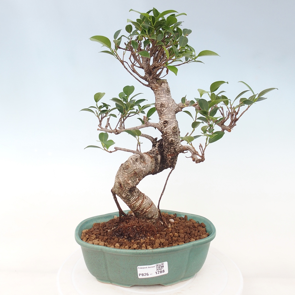Room bonsai - Ficus retusa - small-leaved ficus
