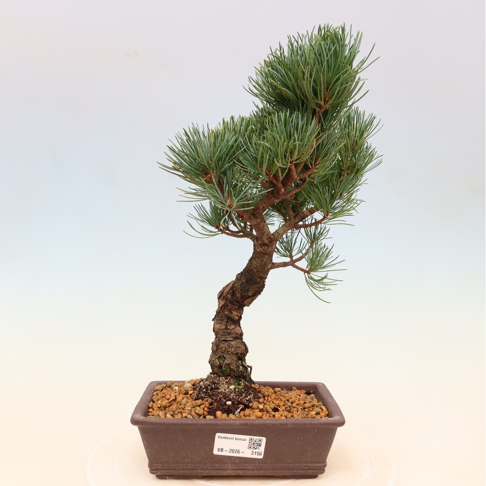 Outdoor bonsai - Pinus parviflora - Pinus parviflora