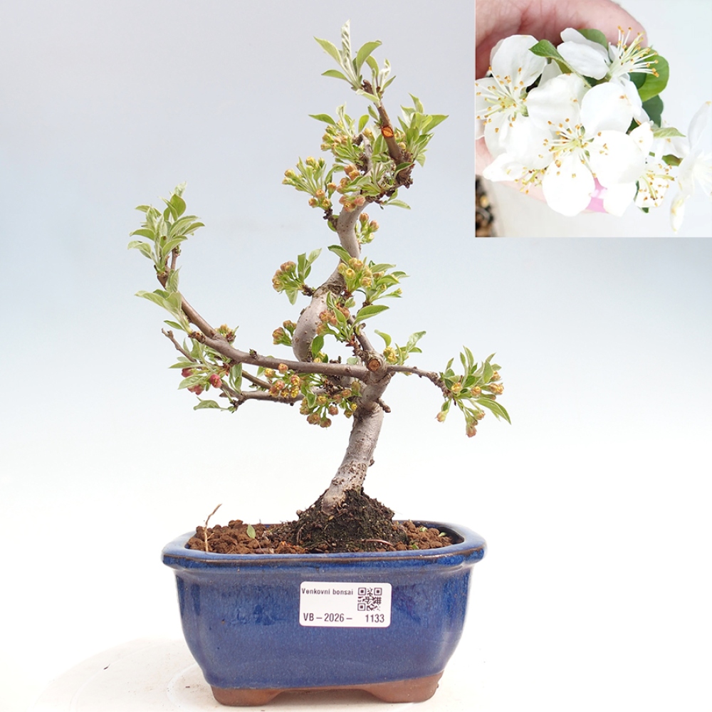 Outdoor bonsai - Malus sargentii - Small-fruited apple tree