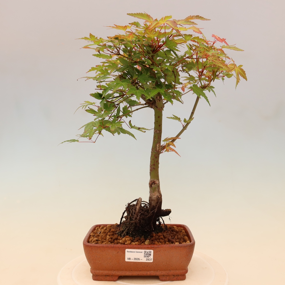Norway maple - Acer palmatum Beni Tsukasa