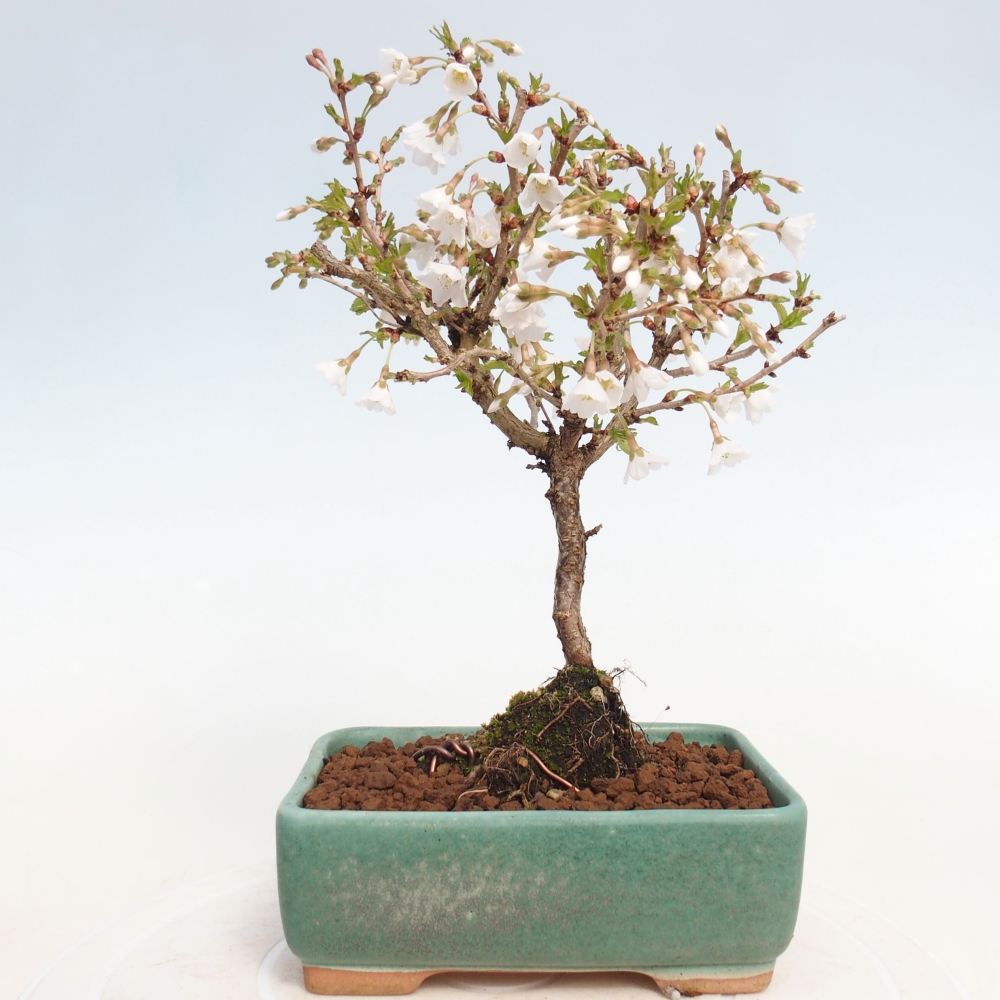 Outdoor bonsai - Prunus incisa Kojou-no mai-Plivon cut out