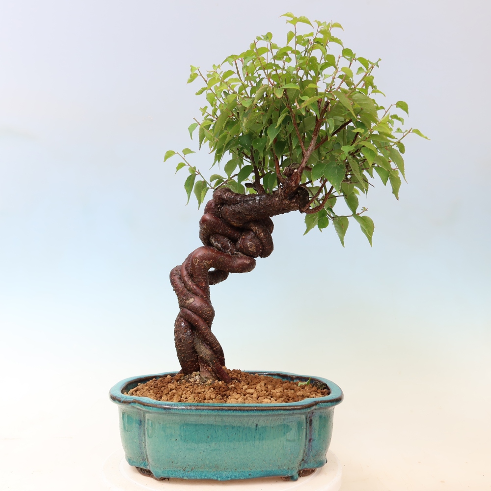 Outdoor Bonsai - Japanese Apricot - Prunus Mume