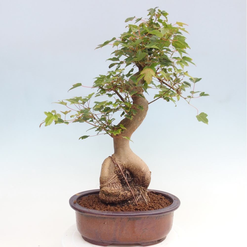 Outdoor bonsai - Maple Buergerianum - Burger Maple