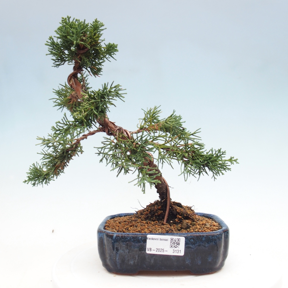 Outdoor bonsai - Juniperus chinensis Kishu - Chinese Juniper