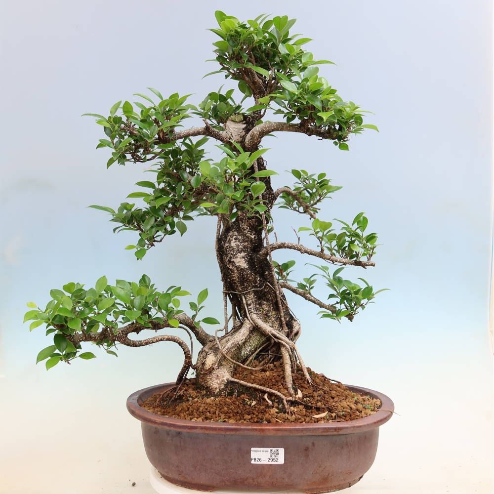 Room bonsai - Ficus kimmen - small-leaved ficus