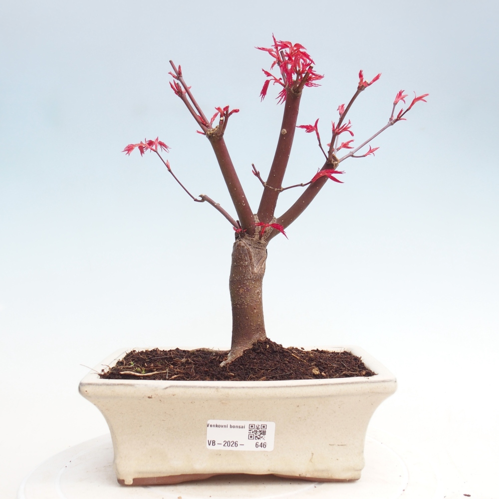 Outdoor bonsai - Acer palmatum DESHOJO