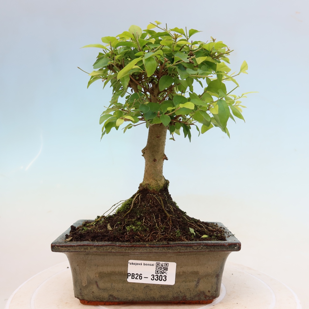 Room bonsai -Ligustrum chinensis - Birds Beak