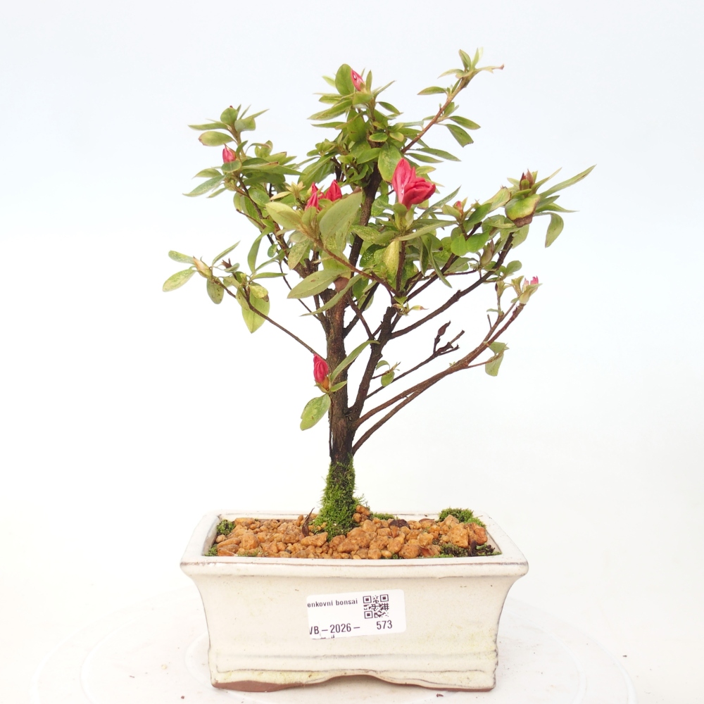 Outdoor bonsai - Japanese azalea - Azalea sp.