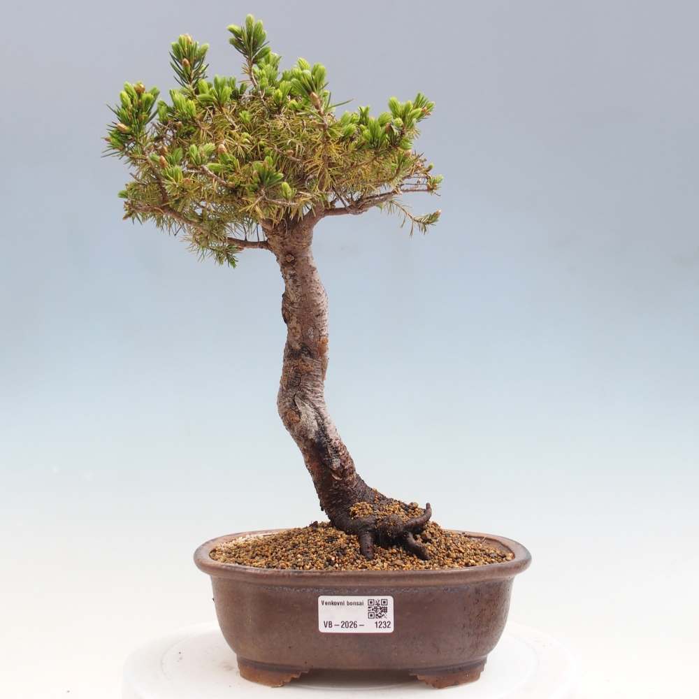 Outdoor bonsai - Spruce - Picea glauca globe