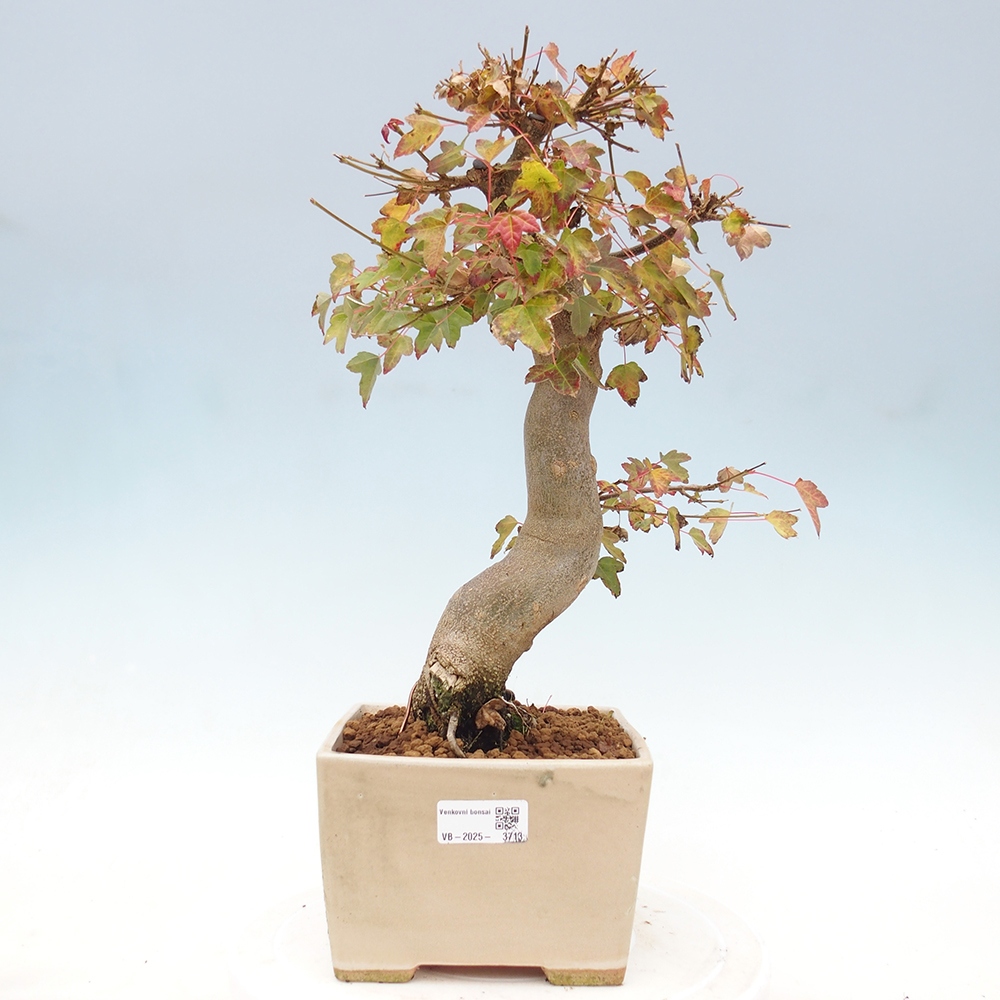 Outdoor bonsai - Maple Buergerianum - Burger Maple