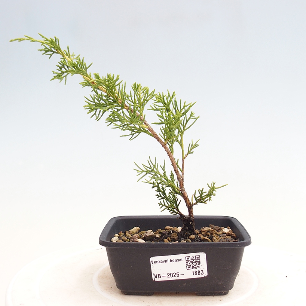 Outdoor bonsai - Juniperus chinensis Itoigawa - Chinese juniper