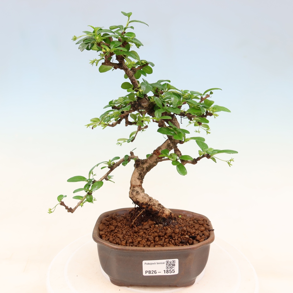 Room bonsai - Carmona macrophylla - Tea fuki