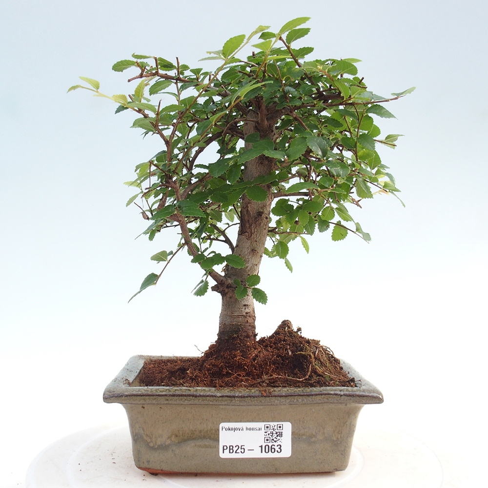 Indoor bonsai - Ulmus parvifolia - Small-leaved elm