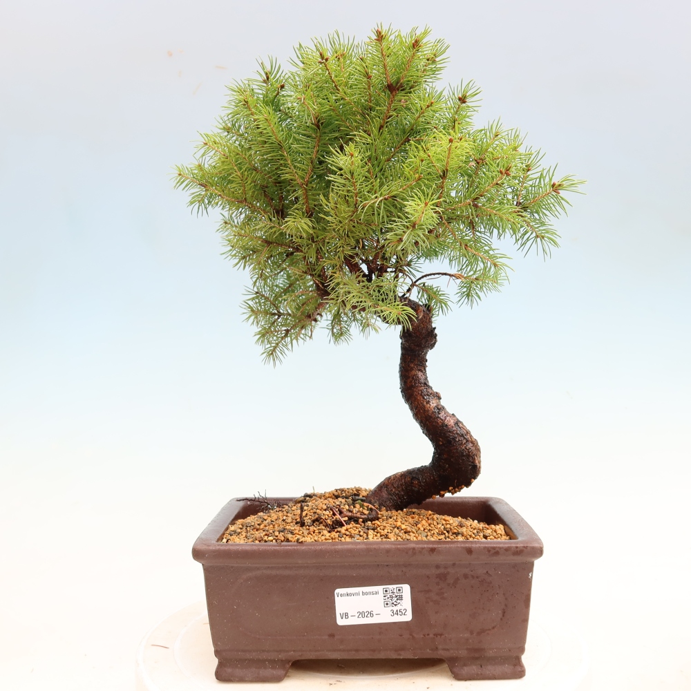Outdoor Bonsai - Blue Spruce - Picea glauca 'Globe'
