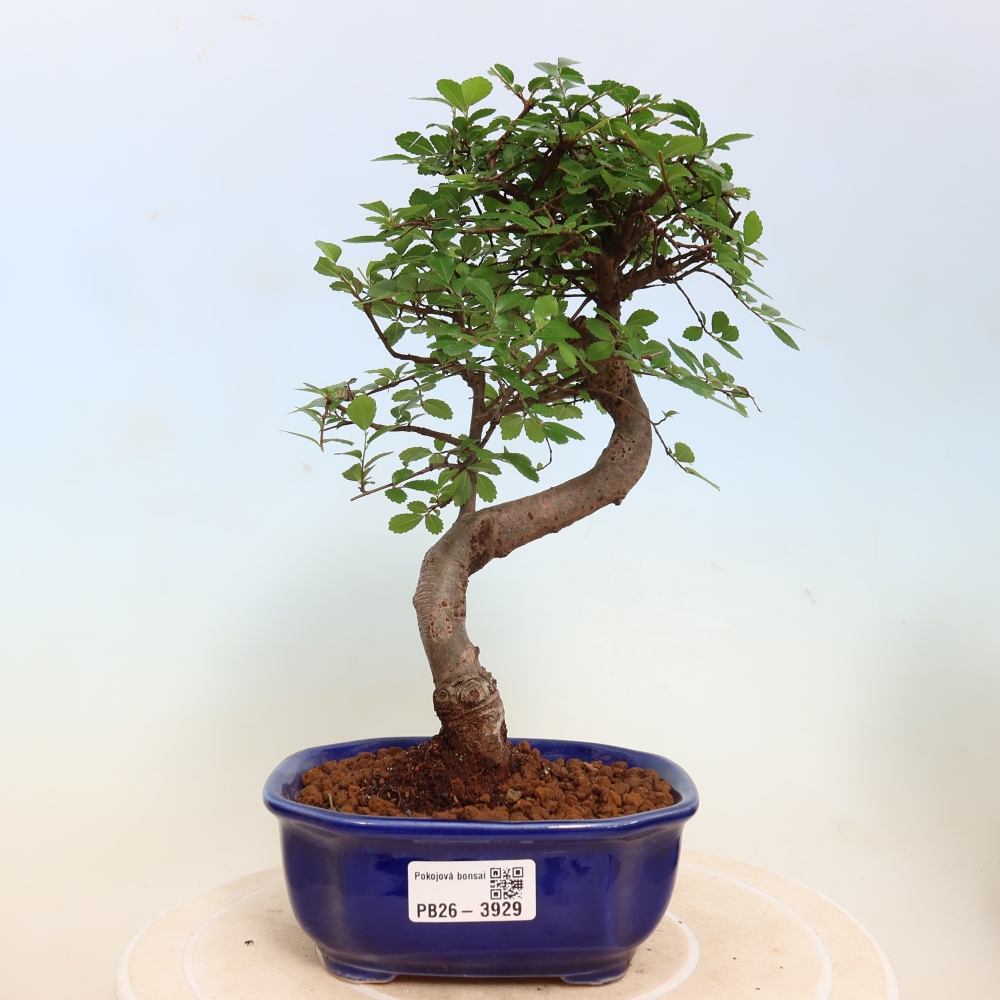 Room bonsai - Ulmus parvifolia - Small-leaved elm