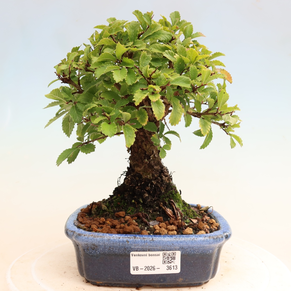 Outdoor bonsai - Zelkova - Zelkova NIRE