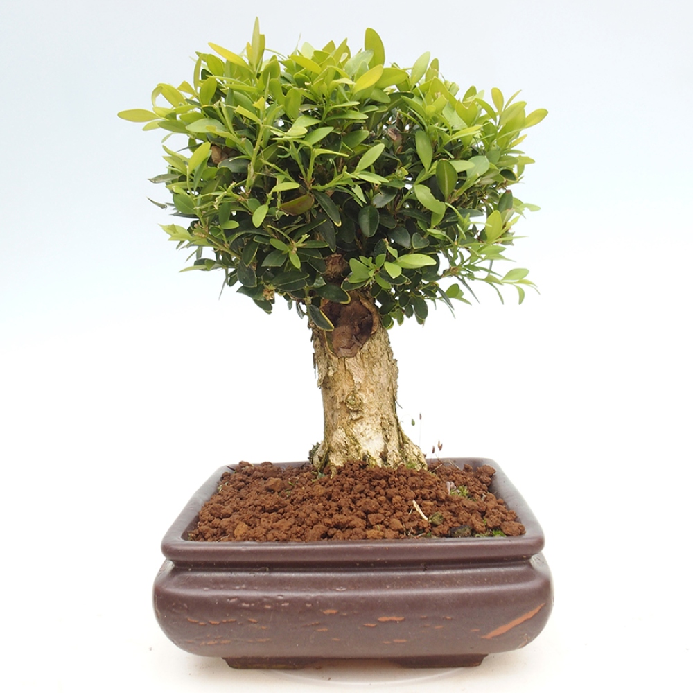 Outdoor bonsai - Buxus sempervirens - boxwood