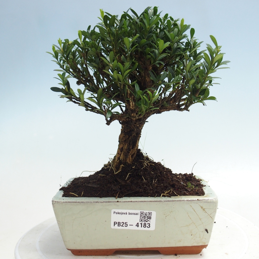 Room bonsai - Buxus harlandii - cork buxus