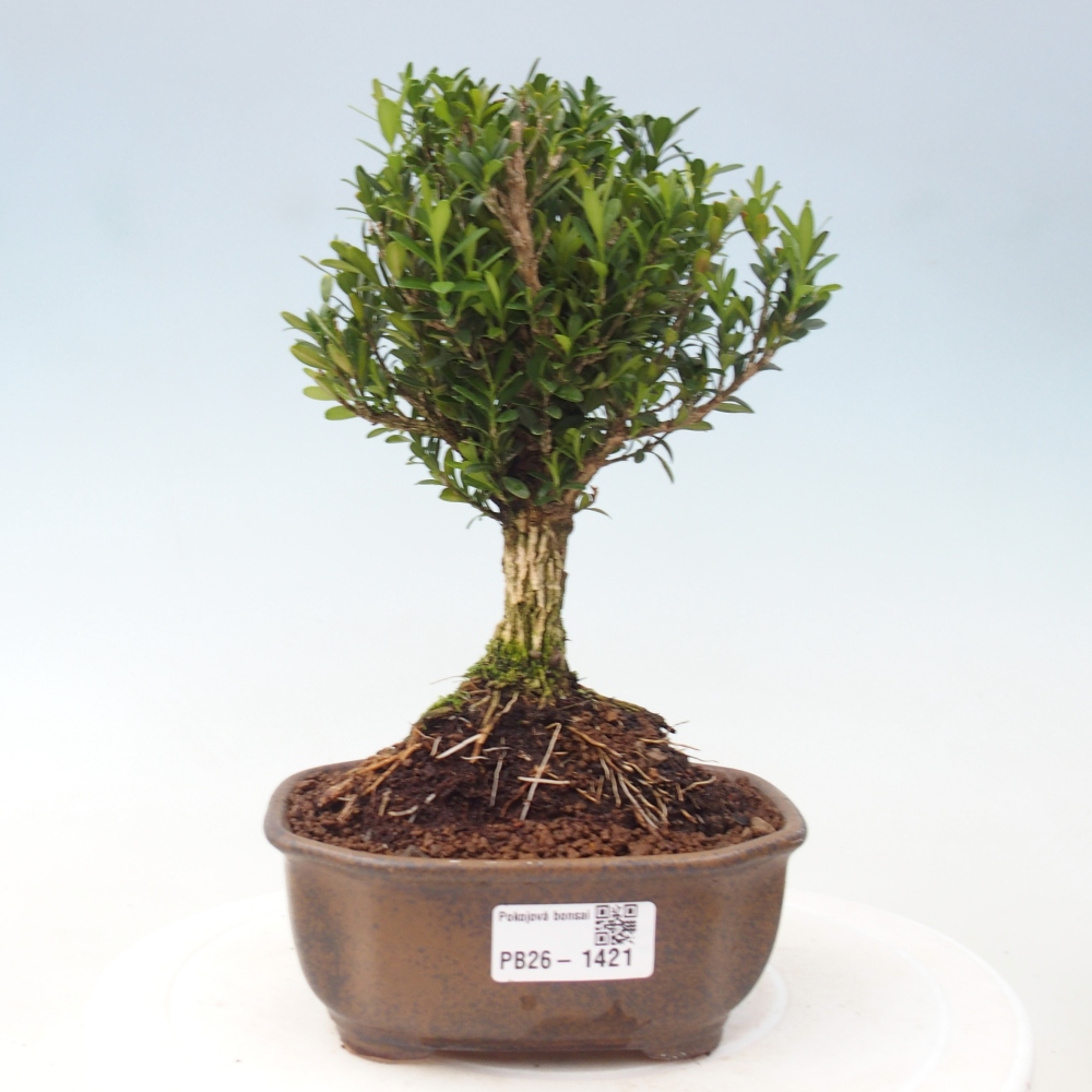 Room Bonsai - Buxus harlandii - Cork boxwood