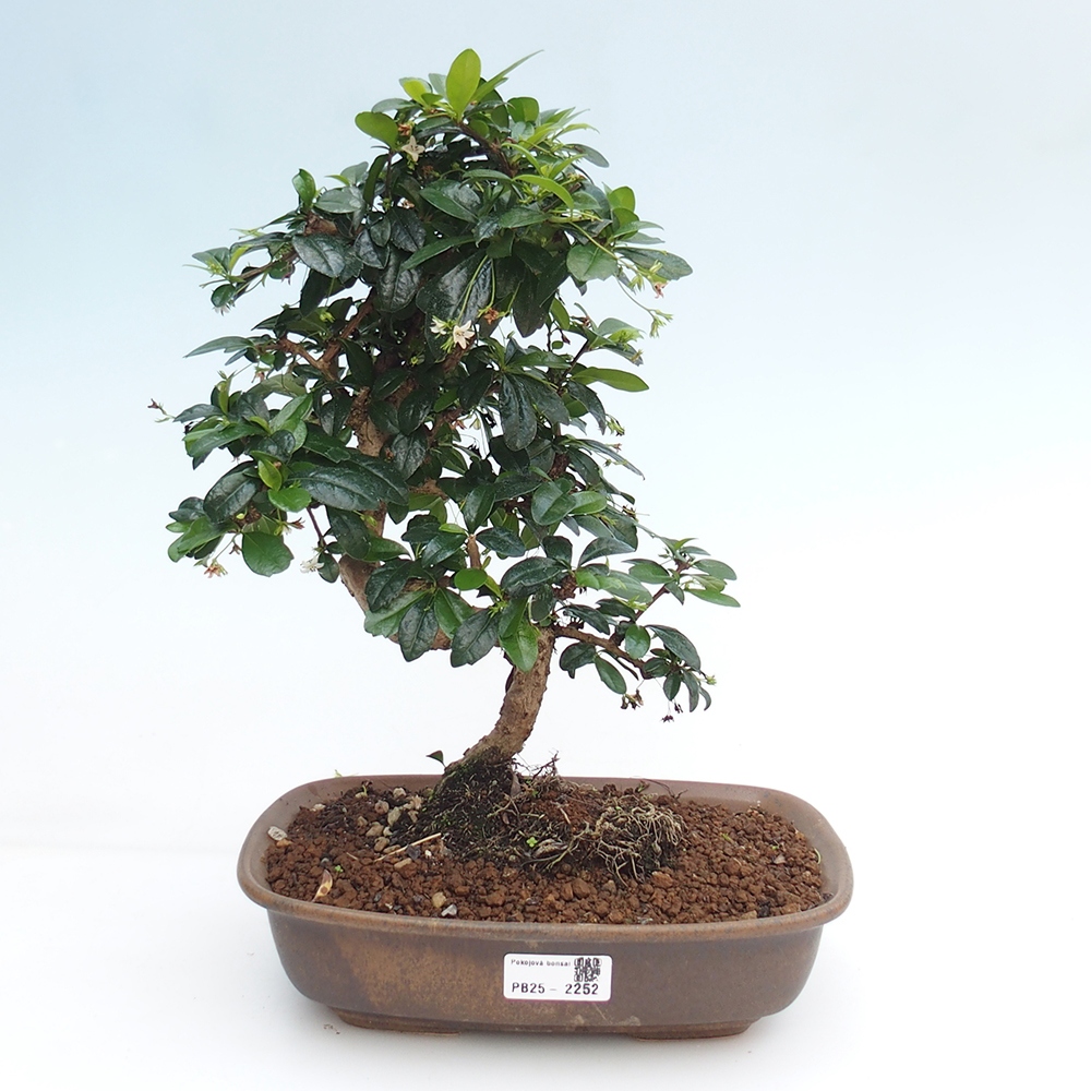 Room bonsai - Carmona macrophylla - Tea fuki