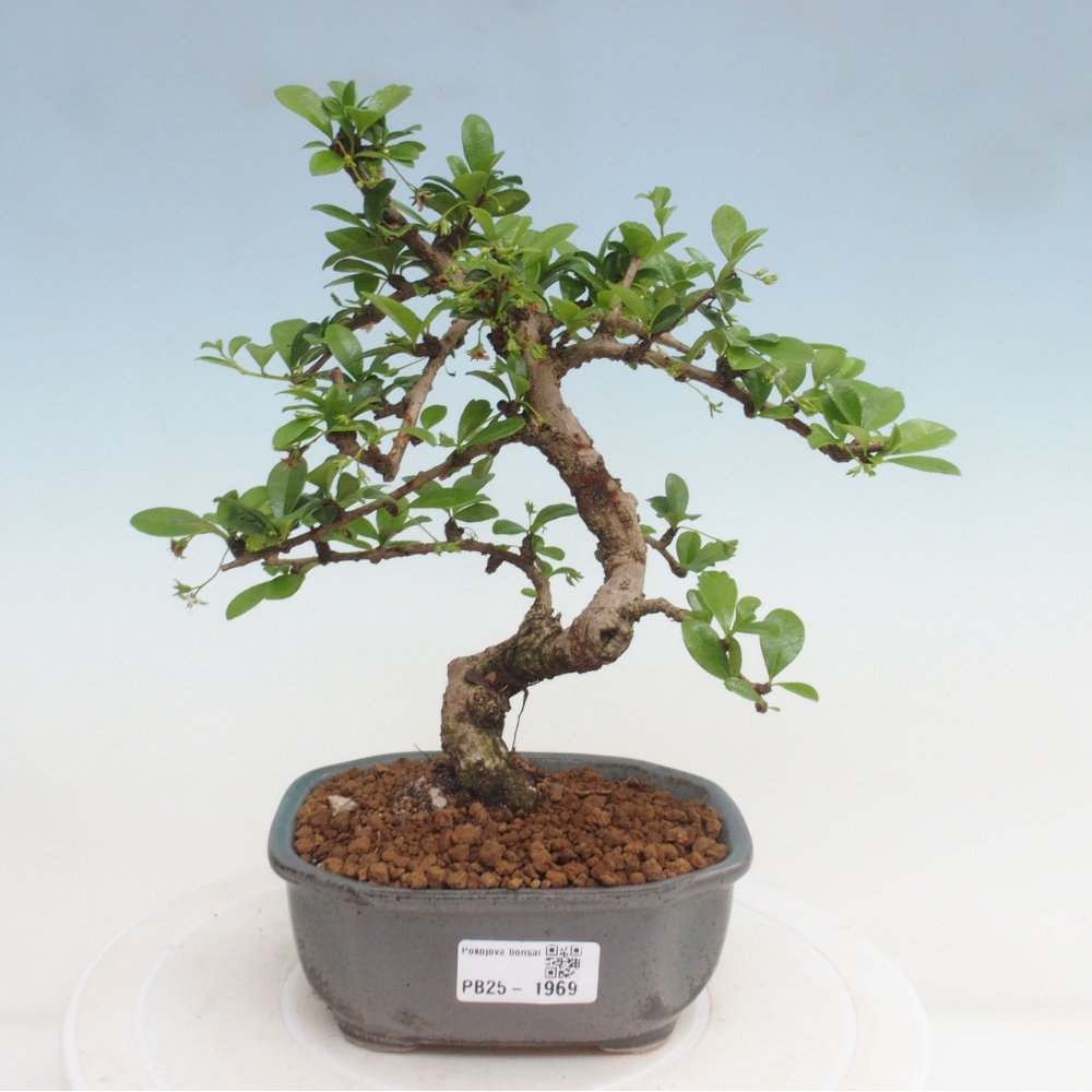 Indoor bonsai - Carmona macrophylla - Fuki tea