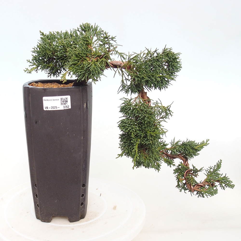 Outdoor bonsai - Juniperus chinensis Kishu