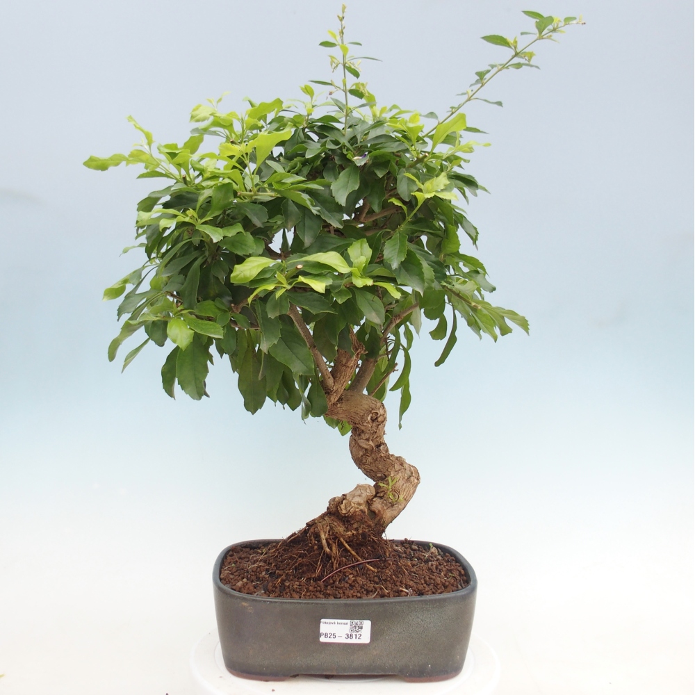 Room bonsai - Duranta repens -Duranta