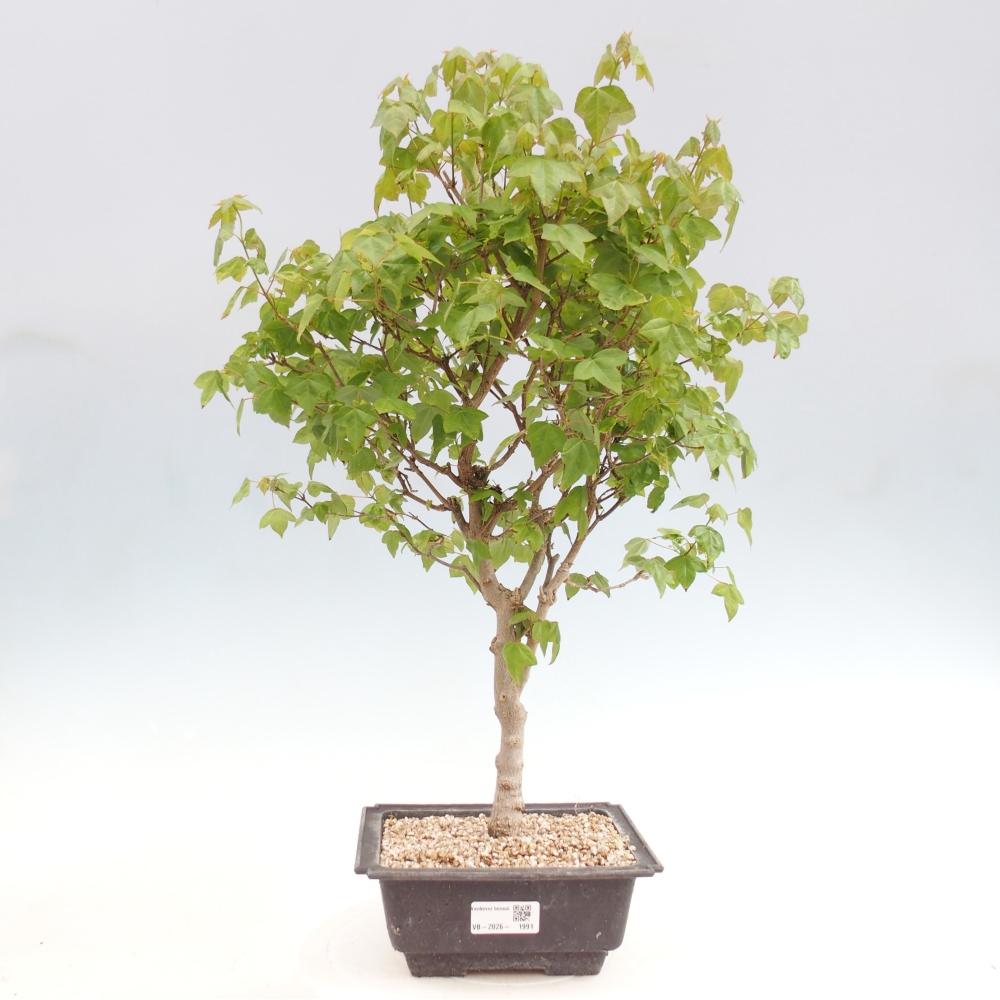Outdoor bonsai - Acer Buergerianum - Burger Maple