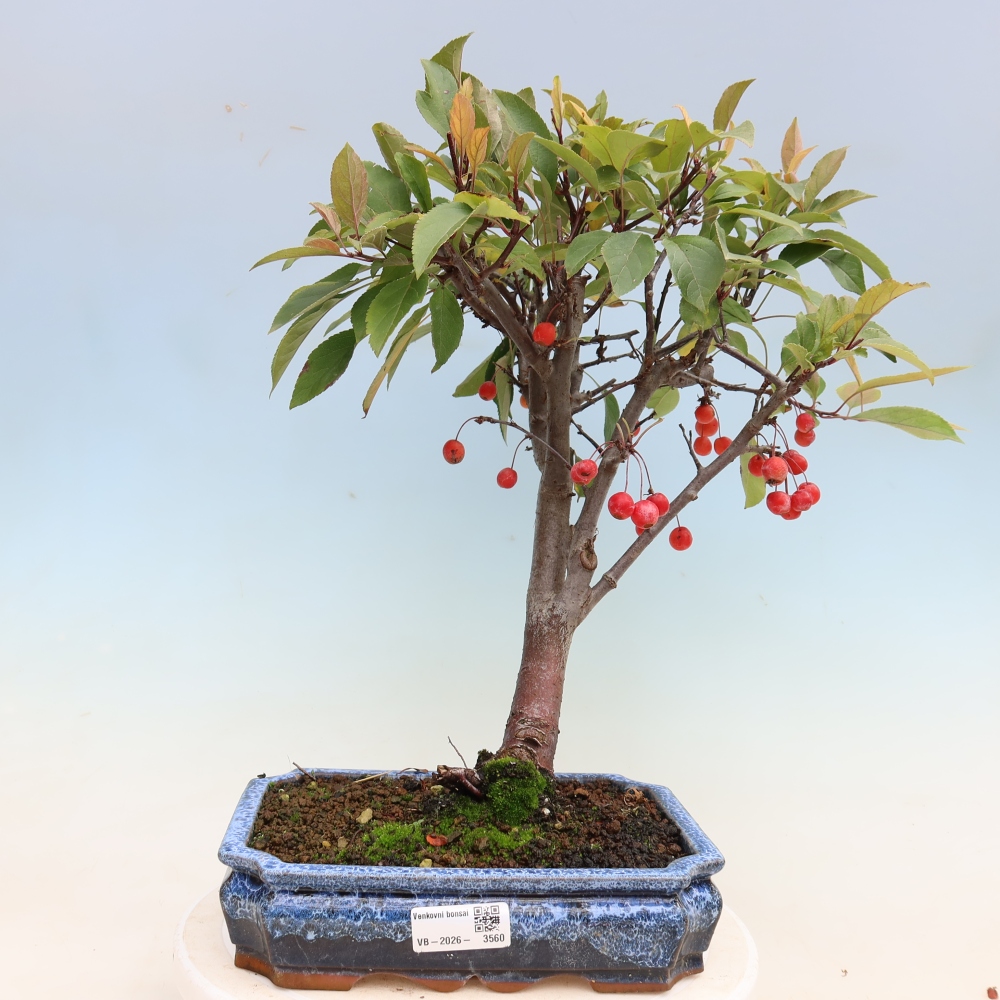 Outdoor bonsai -Malus domestica - Small-fruited red-leaved apple tree