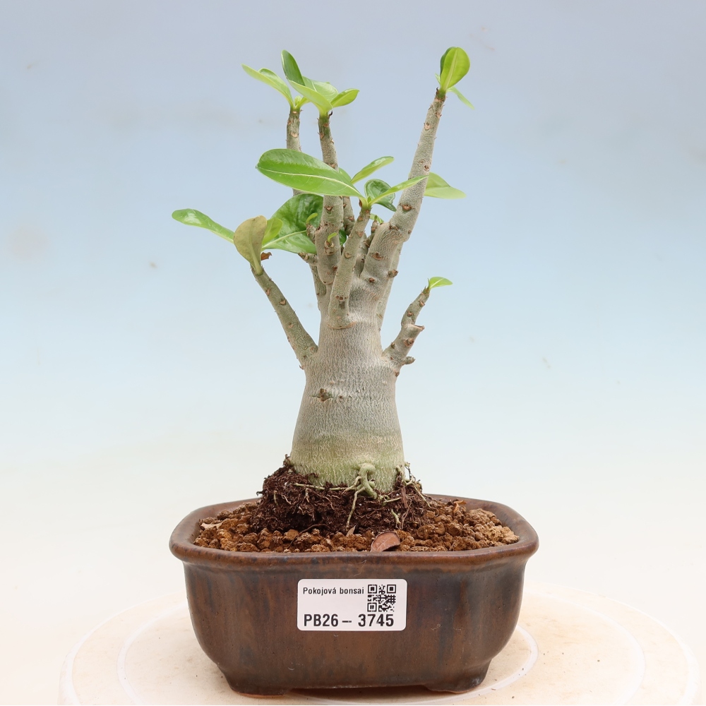 Indoor Bonsai - Adenium obesum Red Star - Desert Rose