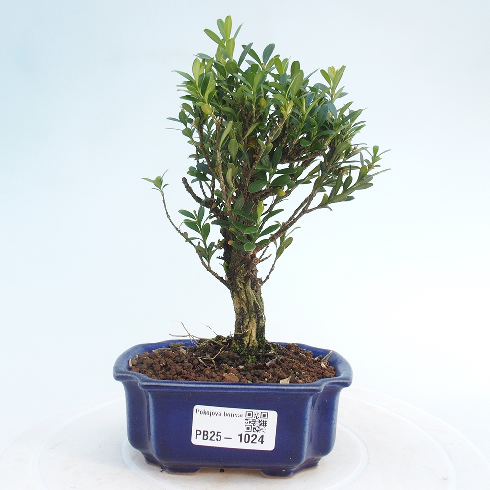 Room bonsai - Buxus harlandii - cork buxus