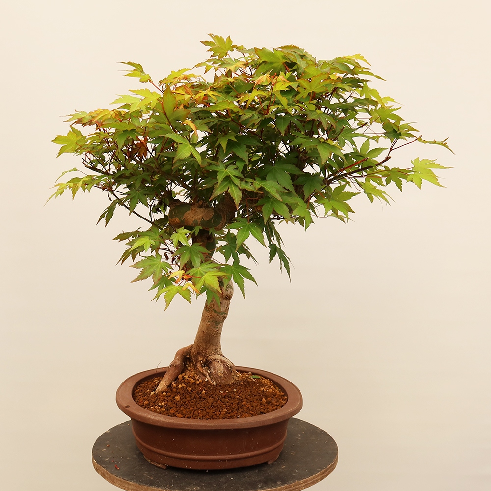 Outdoor bonsai - Maple palmatum - Palms