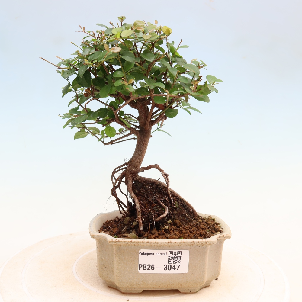 Room bonsai - Sageretia thea - Sageretia thea