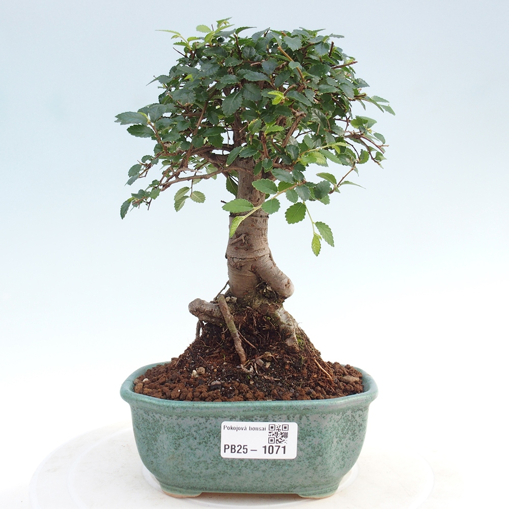 Room Malolistý elm bonsai