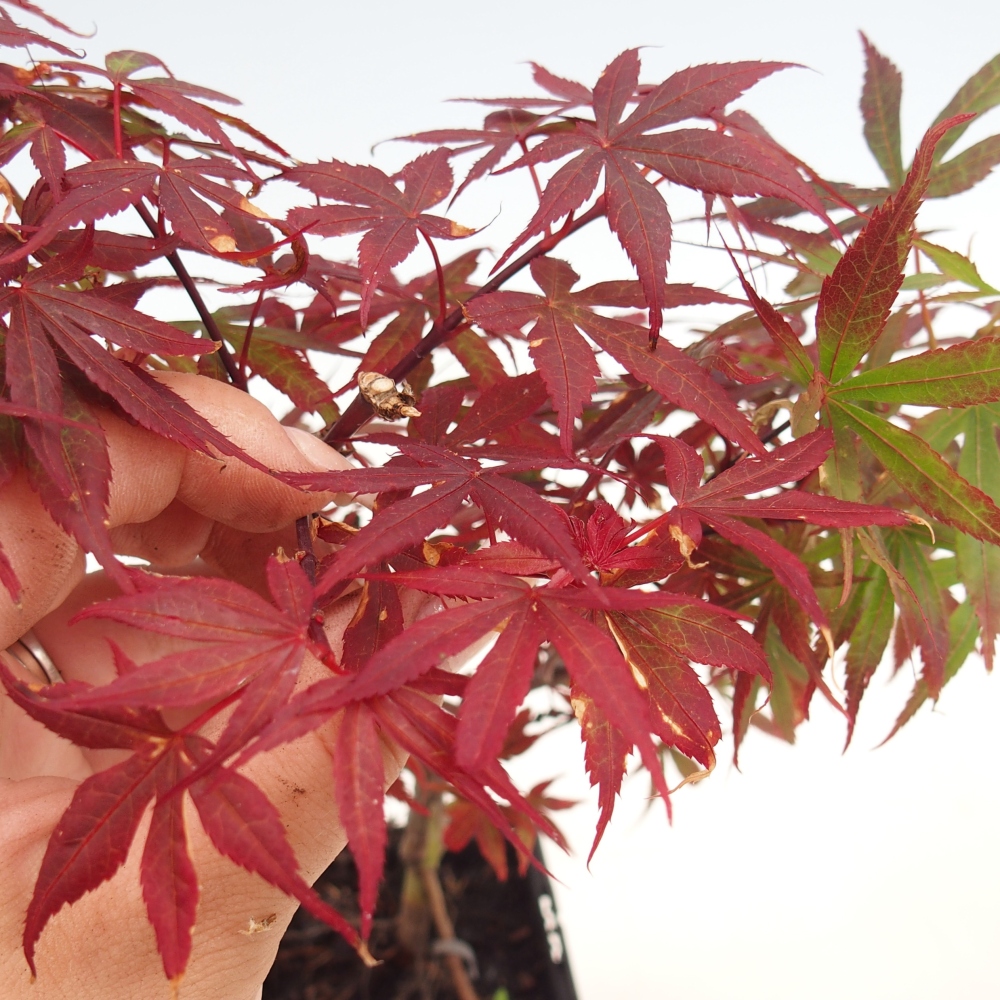 Outdoor bonsai - Acer palmatum Berry Broom in container